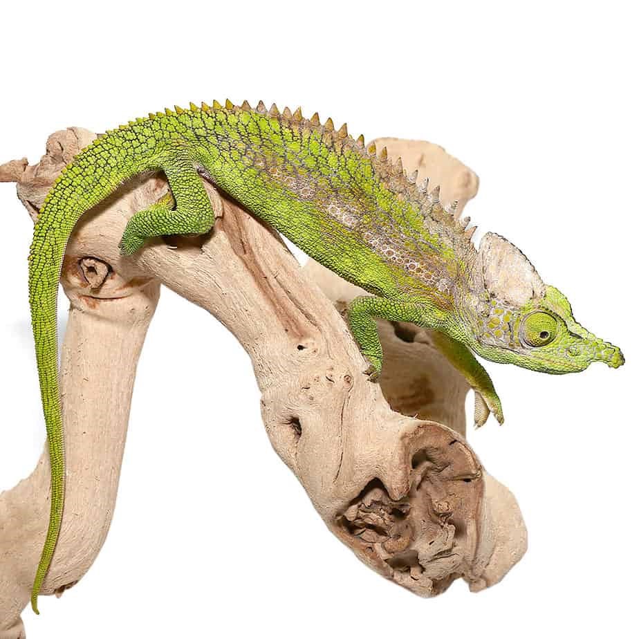 Antimena Chameleon