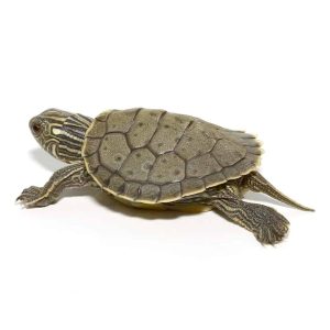 Baby Geographic Map Turtle