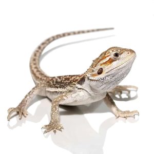 Baby Hypo Citrus Dunner Bearded Dragon