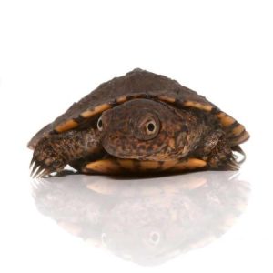 Baby Serrated Hinged Terrapin Turtle
