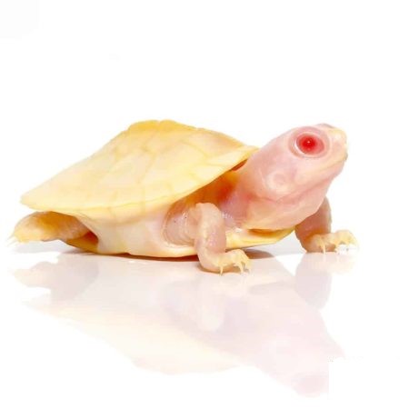 Baby Snow Albino Red Ear Slider Turtle - Image 3