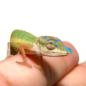 Blue Nose Chameleon