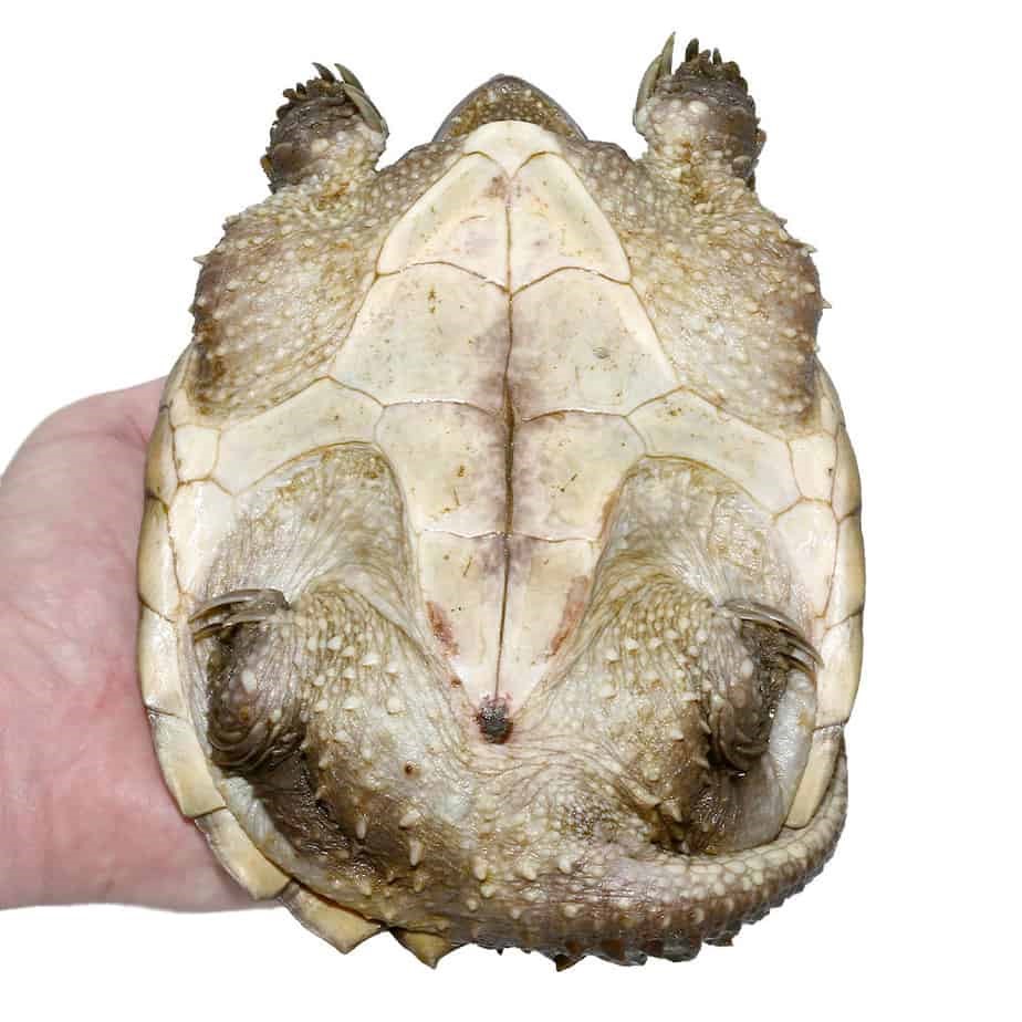 Juvenile Common Snapping Turtle - Image 3