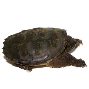 Juvenile Common Snapping Turtle