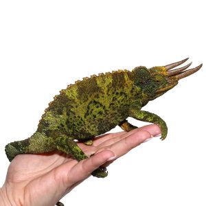 JUMBO JACKSONS CHAMELEONS