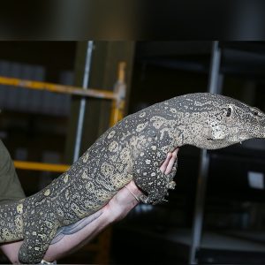 Male Ornate Nile Monitor