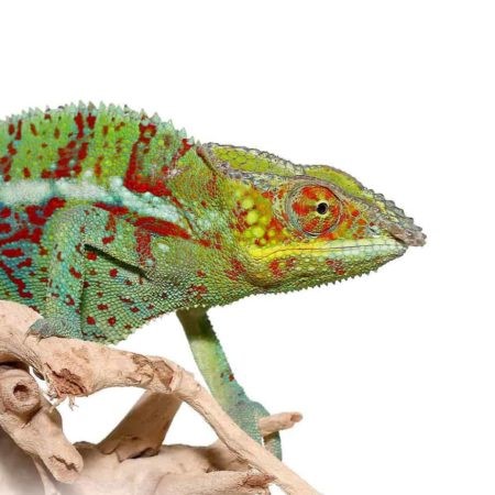 Ambanja Panther Chameleon - Image 2