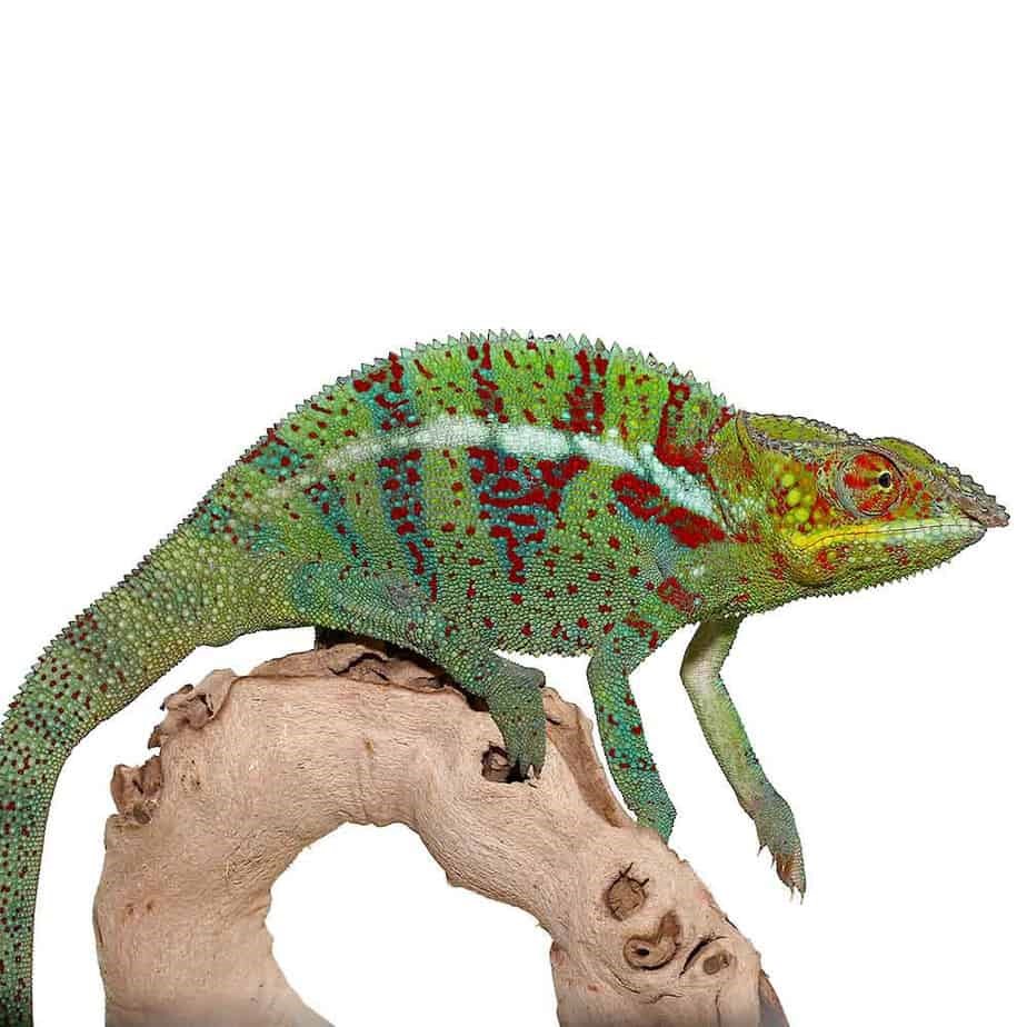 Ambanja Panther Chameleon - Image 3