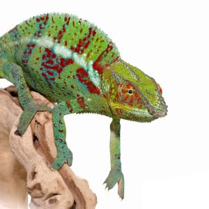 Ambanja Panther Chameleon