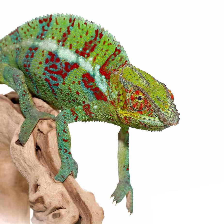 Ambanja Panther Chameleon