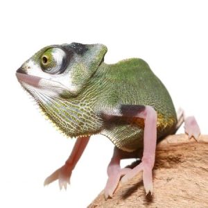 Baby Pied Translucent Veiled Chameleon