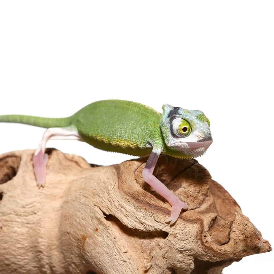 Baby Pied Translucent Veiled Chameleon - Image 2