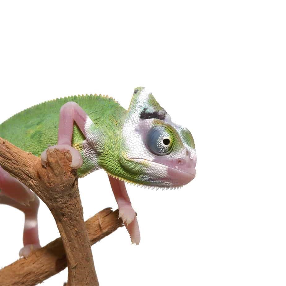 Baby Pied Translucent Veiled Chameleon - Image 3
