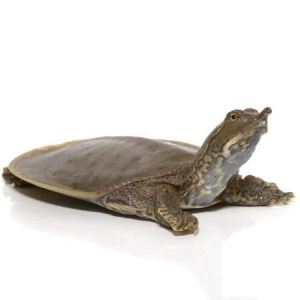 Baby Spiny Softshell Turtle