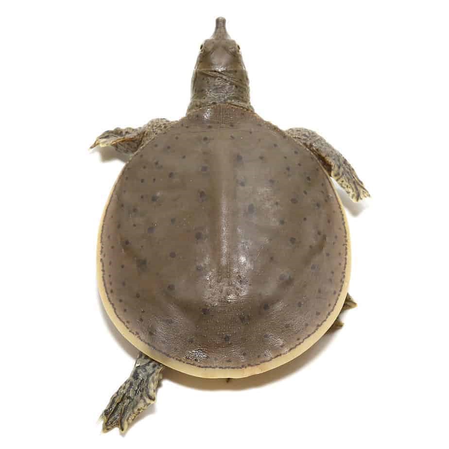 Baby Spiny Softshell Turtle - Image 3