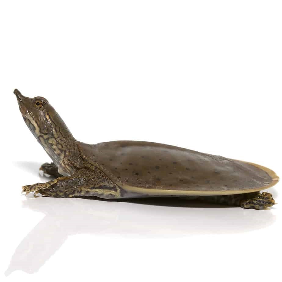Baby Spiny Softshell Turtle - Image 4
