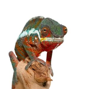 Tamatave Panther Chameleon