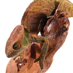 O’Shaughnessy’s Chameleon