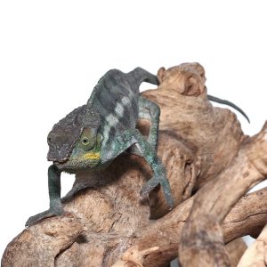 Adult Panther Chameleon