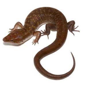 SOLOMON ISLAND GROUND SKINKS