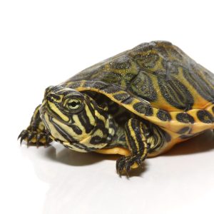 Golden Flame Florida Redbelly (Wing Phase) Turtle