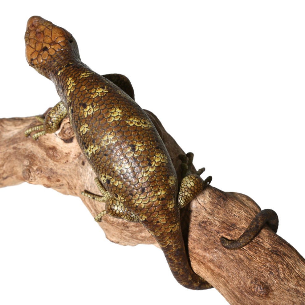 Baby High Contrast Monkey Tail Skink - Image 3