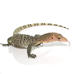 Baby Rennell Island Mangrove Monitor