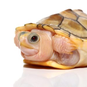 Yearling Caramel Pink Albino Red Ear Slider Turtle