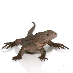 Baby Grand Cayman Blue Iguana