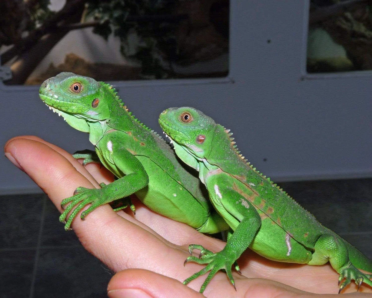 Baby Lesser Antillean Iguana - Image 4