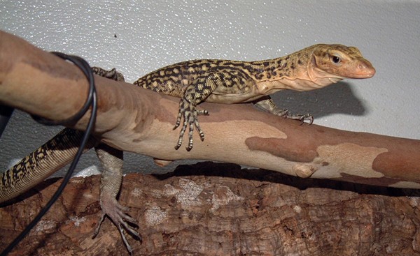 Baby Yellow Quince Monitor - Image 2