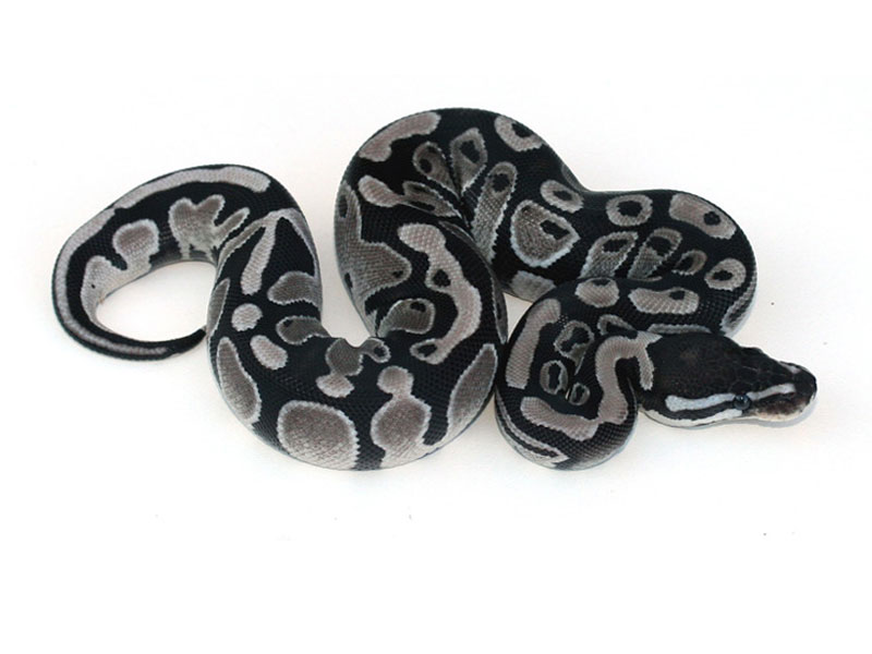 Axanthic 66% Het Albino (Snow) Carpet Python - Image 2