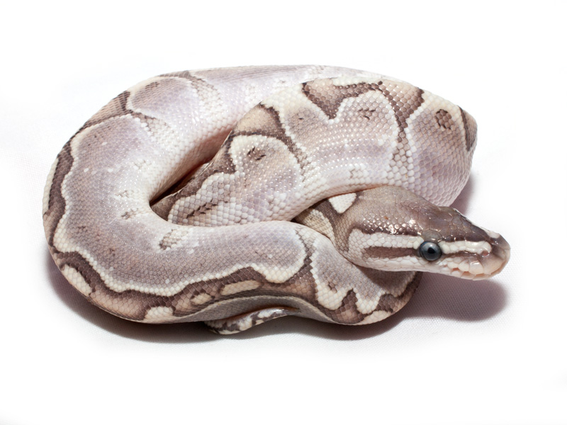 Male VPI Axanthic Bamboo Ball Python - Image 2