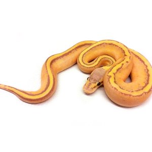 Baby Banana G Stripe Ball Python