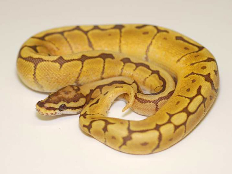 Baby Hypo Spider Het Caramel Ball Python - Image 2