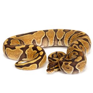 Baby Enchi Ball Python