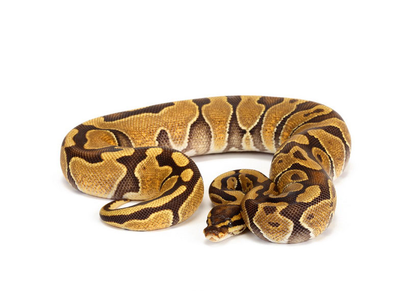 Baby Enchi Ball Python