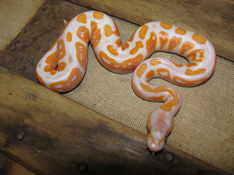 Baby Albino Black Pastel Ball Python - Image 3