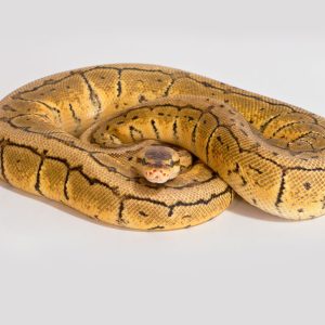 Lemonblast Het Clown Ball Python