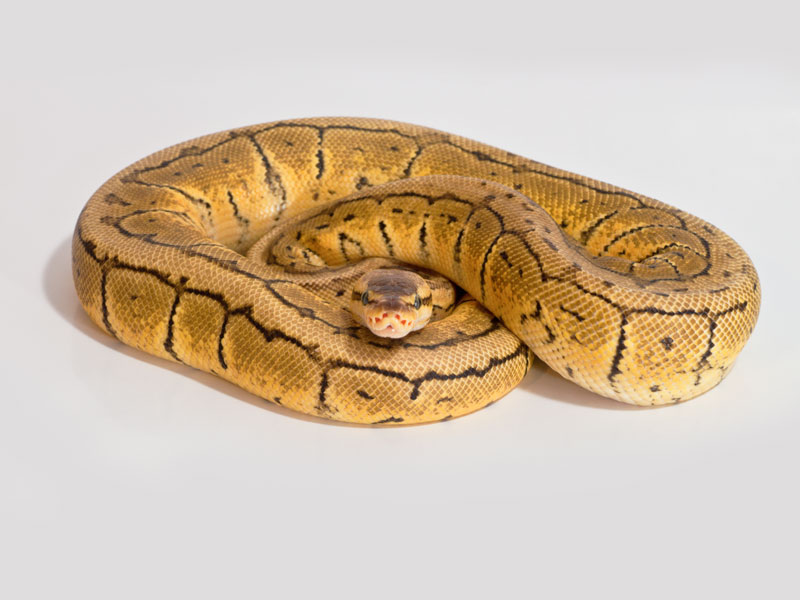 Lemonblast Het Clown Ball Python