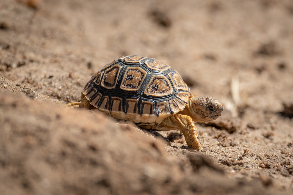 Baby Leopard Tortoise - Image 2