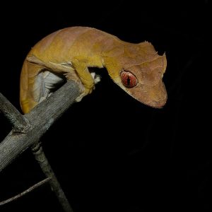 Spearpoint Leaf-Tailed Gecko