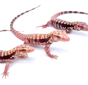 Baby Albino Tiger Ice Tegu - Image 2