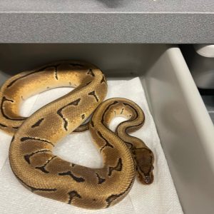 Male Orange Dream Cryptic Pinstripe Het Ultra-mel Ball Python