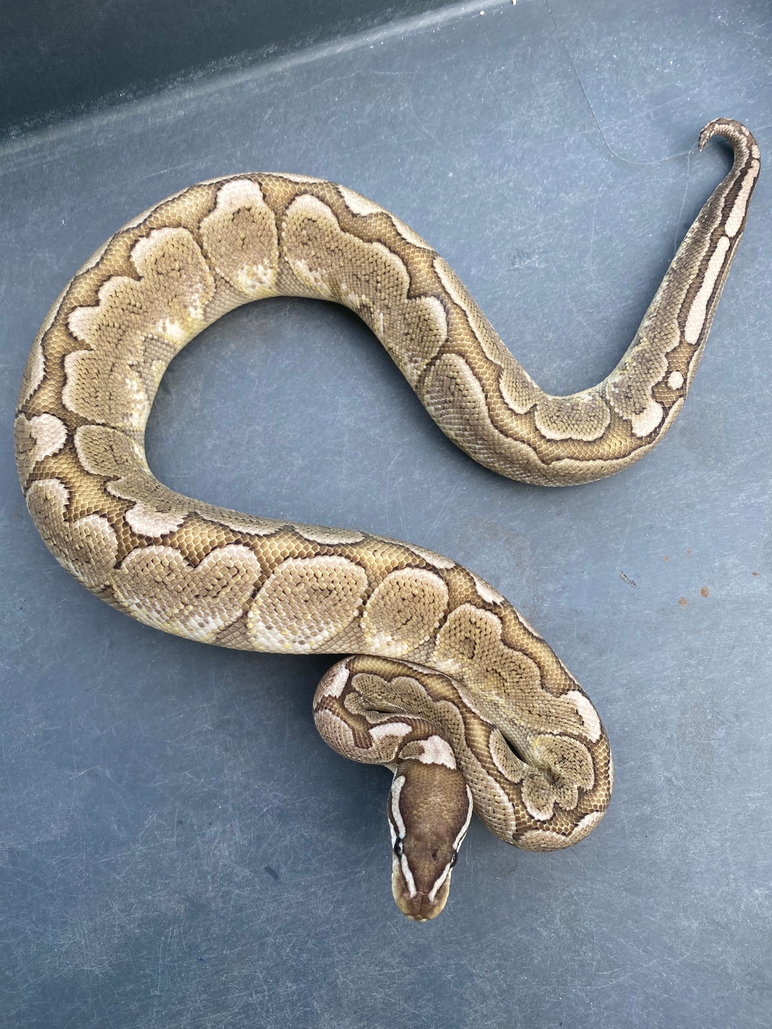 Male VPI Axanthic Bamboo Ball Python - Image 3