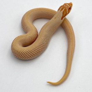 Baby Albino Super Anaconda Hognose Snake