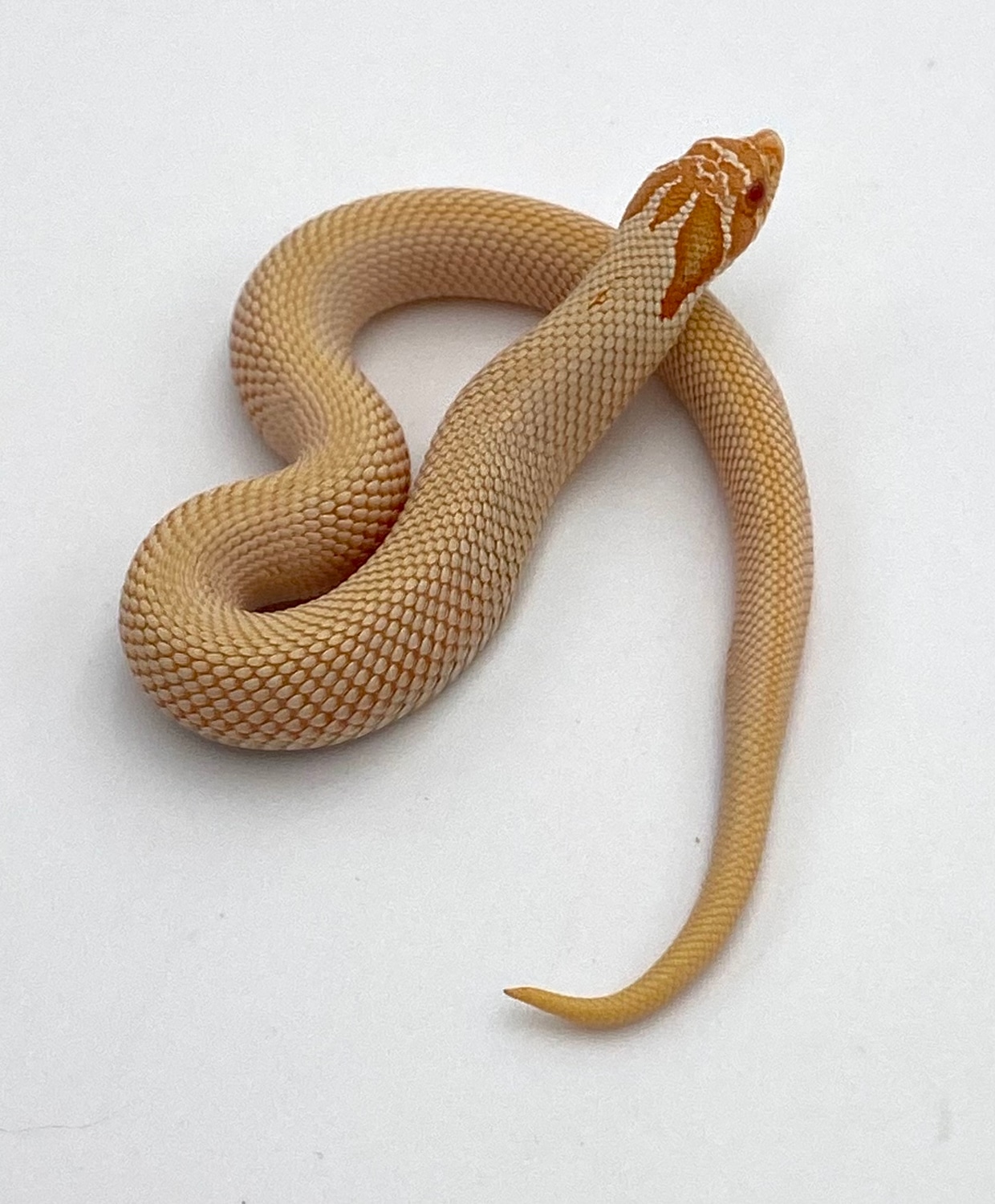 Baby Albino Super Anaconda Hognose Snake