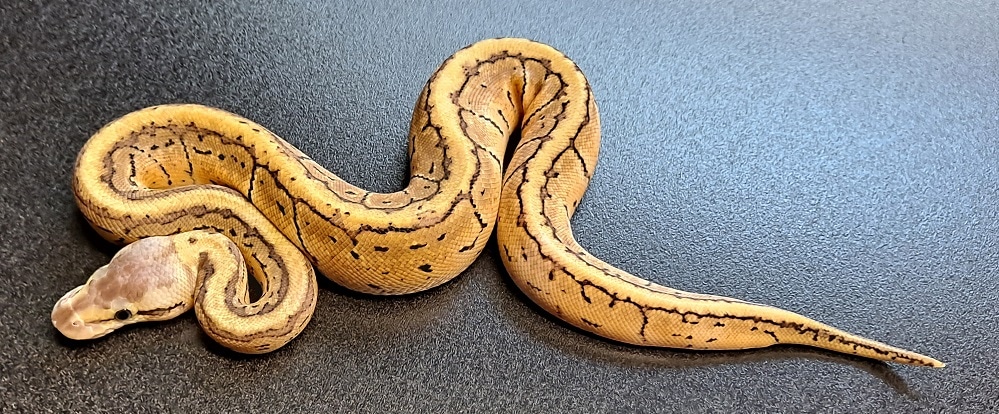 Lemonblast Het Clown Ball Python - Image 3