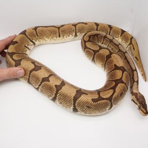 Baby Hypo Spider Het Caramel Ball Python