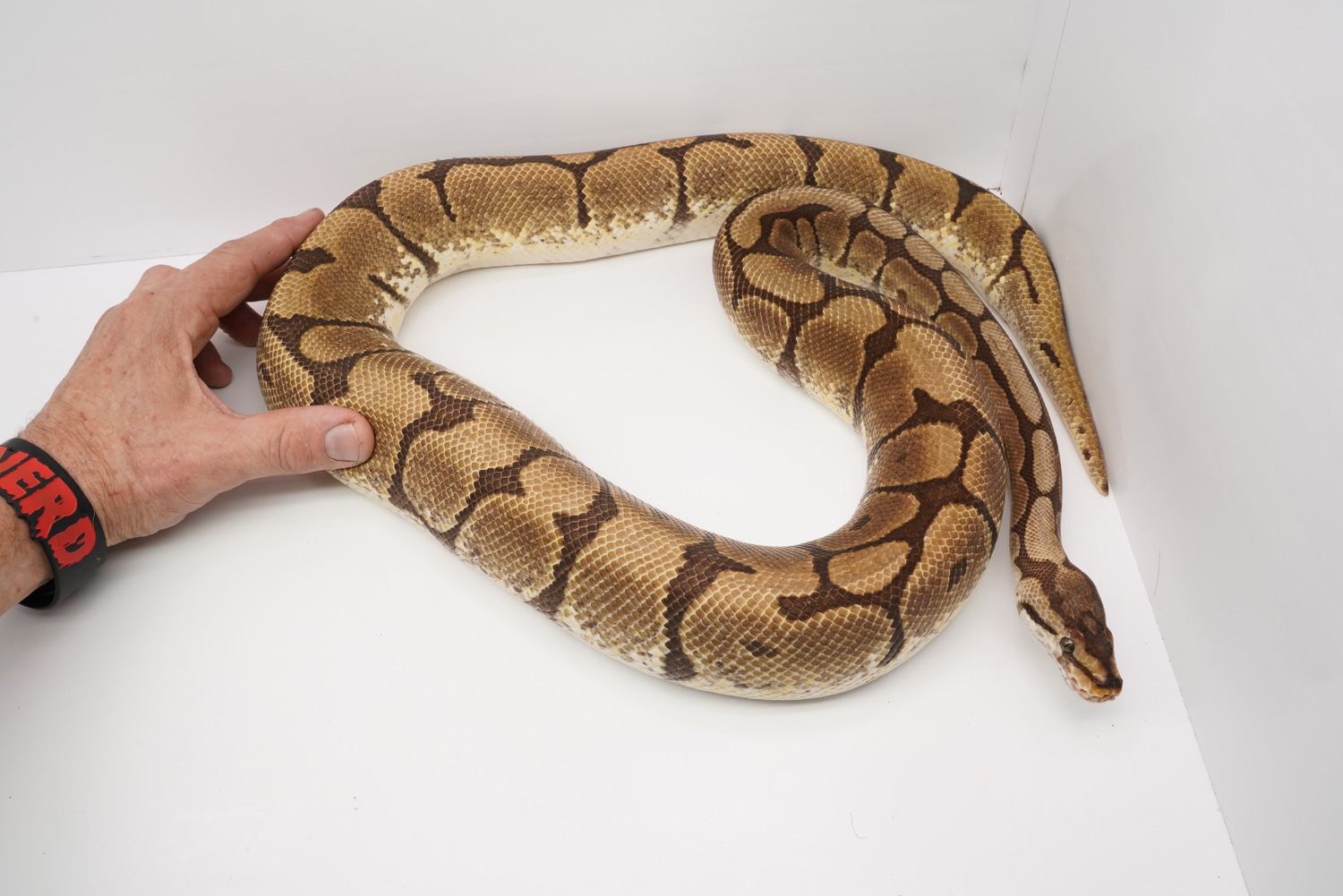 Baby Hypo Spider Het Caramel Ball Python